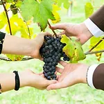Ca Trifolera - Doppia Con Bagno - In Romantico Cascinale Nei Vigneti Con Cantina Gæstehus 4*