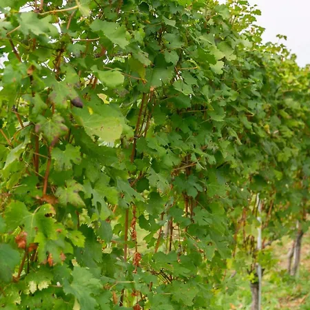 Ca Trifolera Barbaresco: Romantic Wine Estate In Langhe