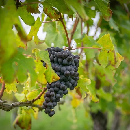 Ca Trifolera Barbaresco: Romantic Wine Estate In Langhe Barbaresco