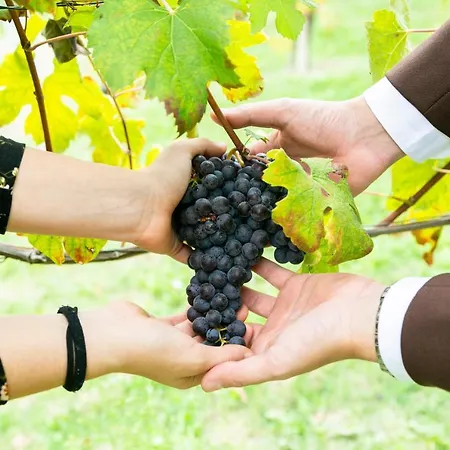 Ca Trifolera - Romantico Cascinale Con Antica Cantina Nel Cuore Delle Langhe - Degustazione Vini Nella Nostra Cantina Affittacamere *